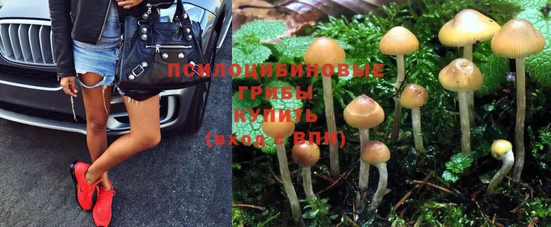 магазин продажи   Высоковск  Псилоцибиновые грибы Cubensis 